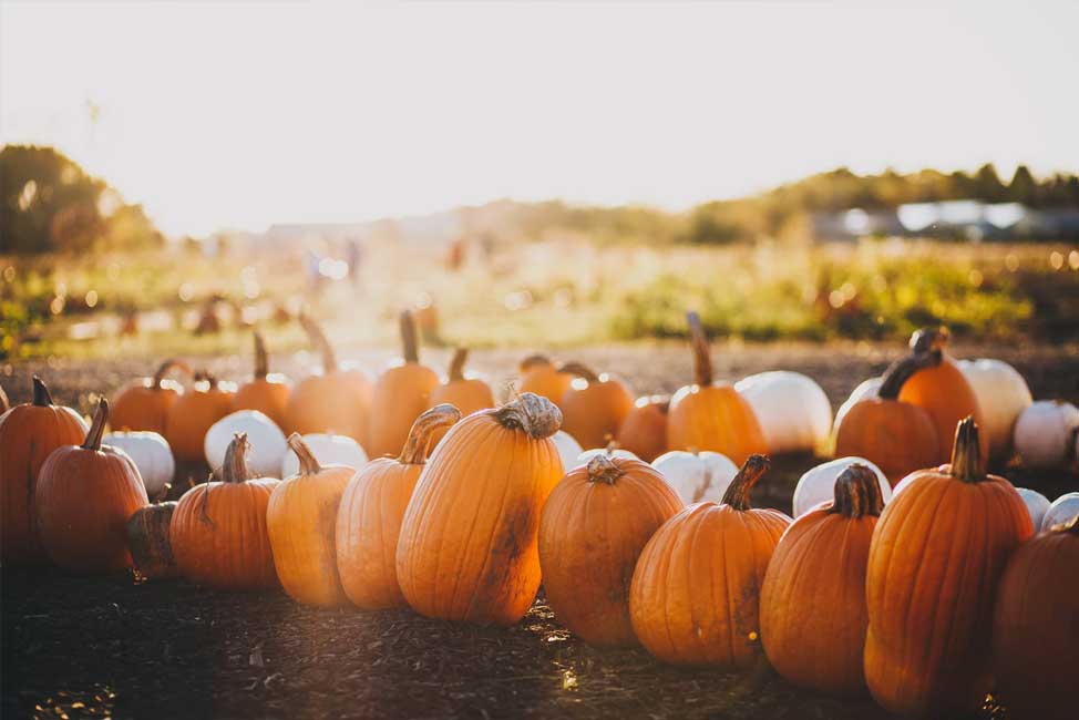 Make Planning the Perfect Fall Day as Easy as Pie