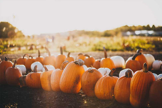 Make Planning the Perfect Fall Day as Easy as Pie