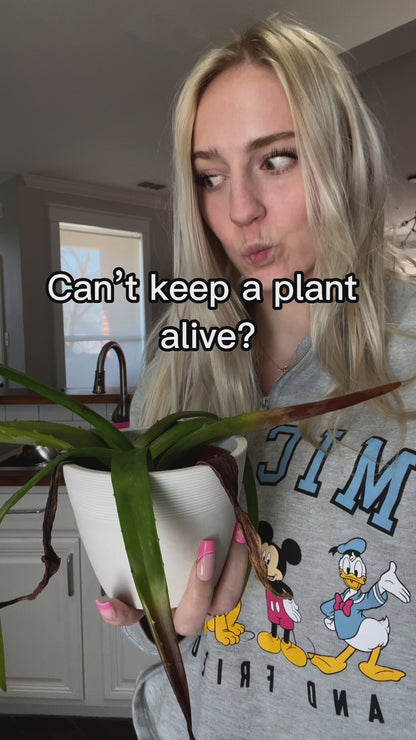 Decorative Lavender Combo