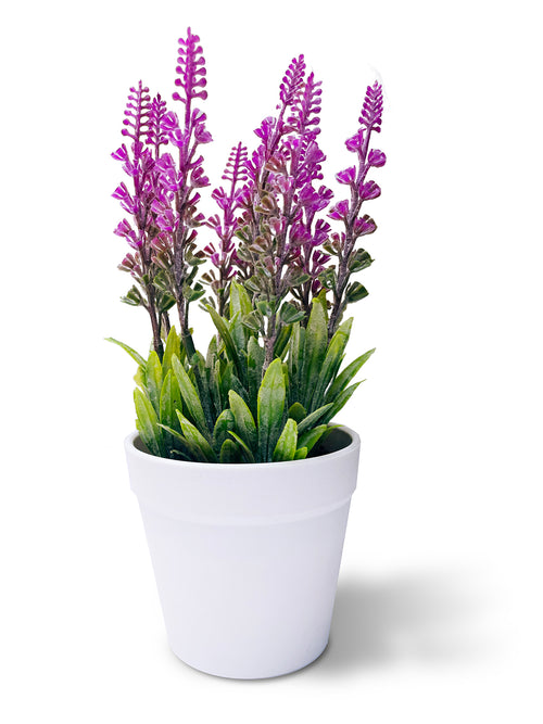 Decorative Lavender Plant