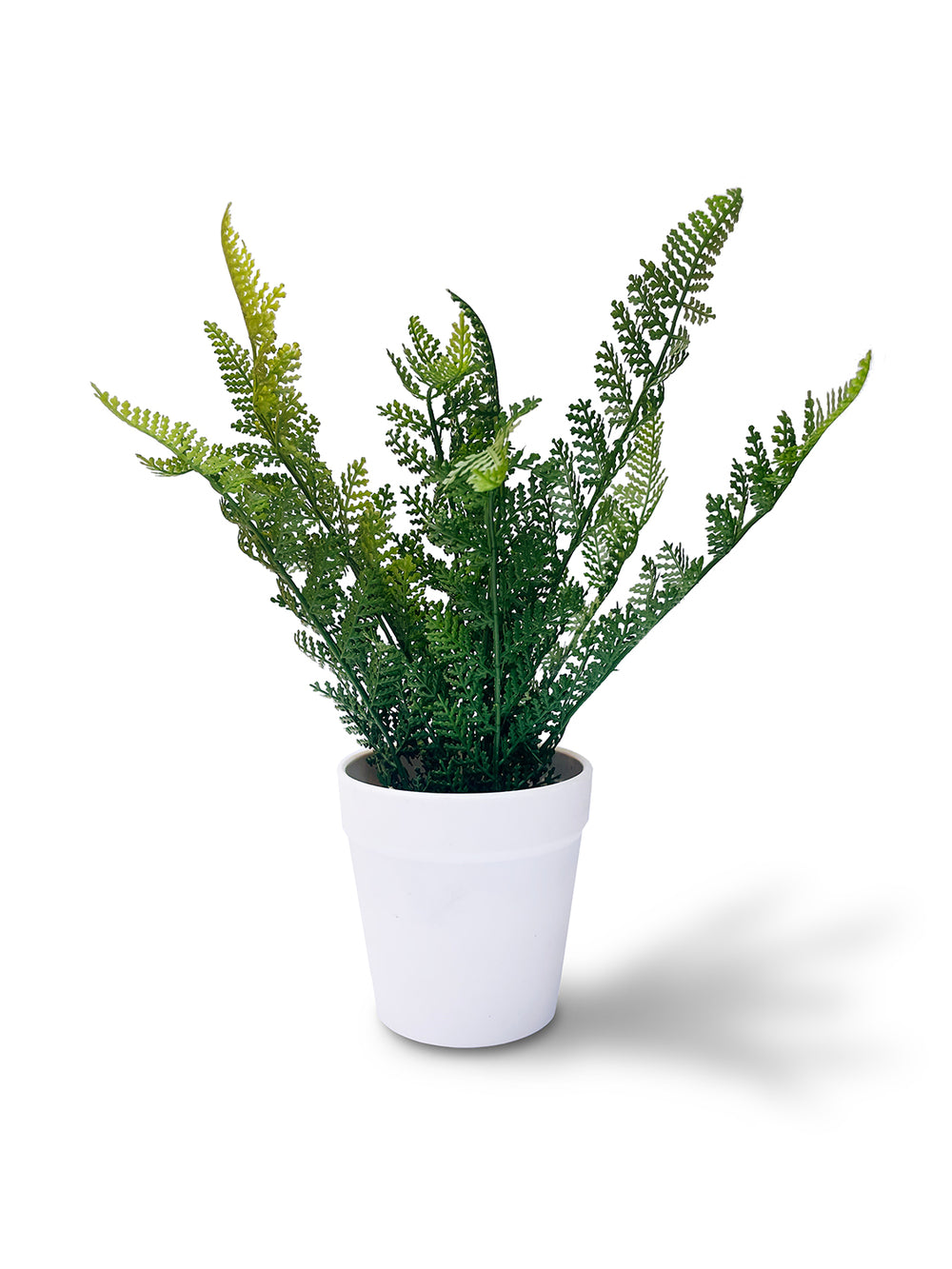 Decorative Fern Plant